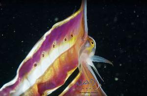 Indonesian Resort Staff Capture Rare "Blanket" Octopus, Resembling a Fairy While Swimming