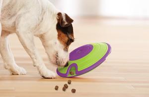 Can You Just Let Your Dog Play with Any Dog Toys? Here Are 5 Common Misconceptions About Dog Toys You Might Be Making