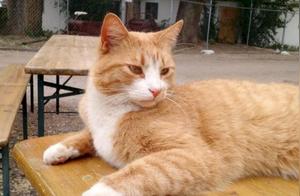 Is Your Cat Anxious at the Veterinarian? Listening to This Music Can Relieve Their Mood