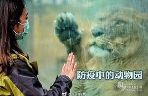 Chengdu Zoo During Epidemic Prevention: Hey, Missed Us?