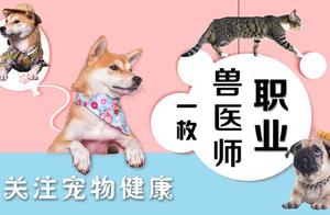 What are the causes of dog bad breath? How should we treat it?
