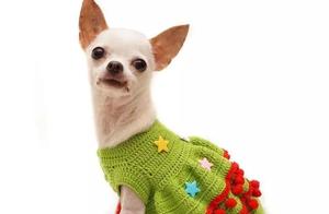 Knitted Creations: She knitted new clothes for her dog, and everyone says they look great!