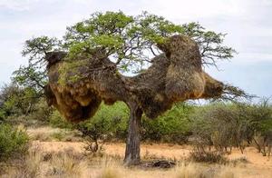 The Largest Bird's Nest, No One Dare to Collect Eggs, Locals Say: 'No One Would Dare'