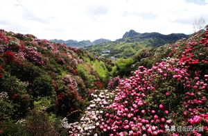 Look, Mountain Rhododendrons Covering the Mountains and Valleys (Original)