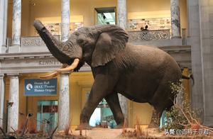 Which African Elephant and Asian Elephant is Larger? What is the Largest Elephant Ever?