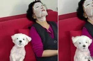 Dog and Grandma Applying Face Masks, Dog’s Majestic Pose, Netizens: ‘Too Attention-Seeking!’