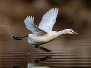 White Variant Swans