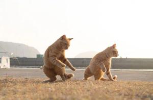 How to Explain to Foreigners Why Chinese Pastoral Cats Can Do Kung Fu
