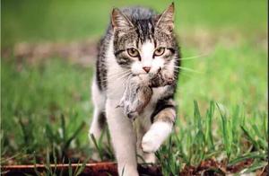 The Relationship Between Cats and Protein: How Much Do You Know? Let Your Little Pets Tell You!