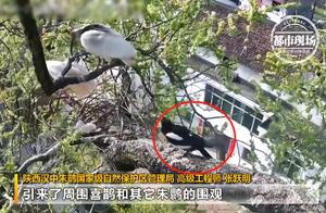 Rare! Four Eurasian Eagle-Owls Engage in 8-Minute Battle for a Nest, Magpies Watch the Show