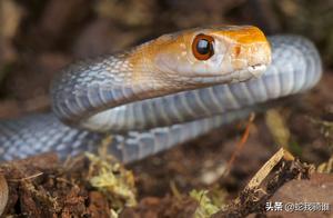 One of the most deadly venomous snakes in the world, the Inland Taipan, is distributed in Australia and New Guinea.