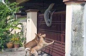 A barking sound in the yard made him think there was a thief, and he stepped back in disbelief.
