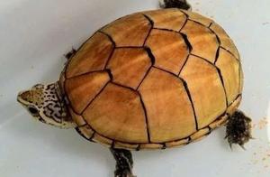 Summarizing Several Unusual Questions About Turtle Keeping - Have You Encountered Them?