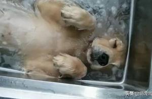 Even a bath can make a Golden Retriever fall asleep, unless its owner is careful to prevent it from drowning itself.