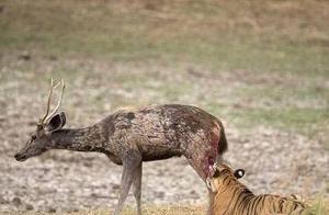 Indian Tiger Hunts Water Deer: Agile Movements, Instant Neck Lock