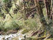 Baili River Protection Zone Forest Rangers Again ‘Encounter’ Wild Giant Panda