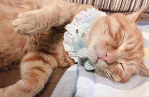 My Fashionable Cat, Liu Fugui!