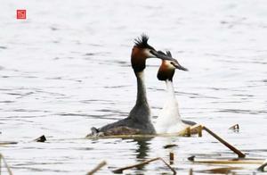 Crested Ibises Arrive in Anshan