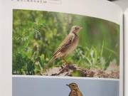Yellow River Delta Birds – Yellow Warbler