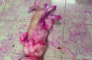 Owner Returns Home to Find Dog Covered in Blood – Initial Shock Turns to Collapse...