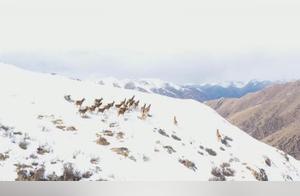 Sichuan and Ganzi: Large Numbers of Wild White-Lipped Deer Spotted in Shiqiu Snow Mountains
