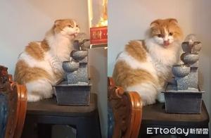 Cat Drinks from ‘Prosperity Waterfall Basin’, Husband Uses This Trick to Prevent It
