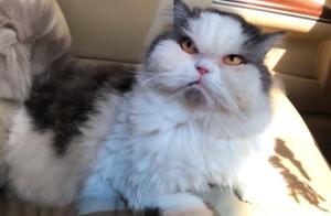 Cat's receding hairline shifted due to excessive snacking? Former cute kitten has become a middle-aged man!
