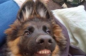 A Group of Toothy, Cute, and Ugly Dogs Makes Even Humorous Internet Users Laugh