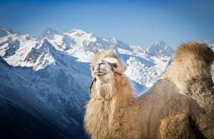 Endangered Animals, Desert Spirits – Can Wild Bactrian Camels Return to Their Former Prosperity?