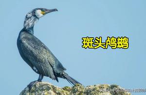 China has 11 Species of Cormorant (Duck) for Appreciation and Identification