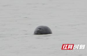 Good News! Yangtze River Dolphins Return to Baisha Changhe River in Yichang