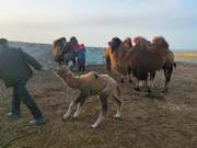 Aksei: More ‘New Members’ Join the Sheep Farm