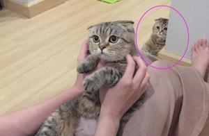 The Owner Adopted a New Cat, Turning the House's 'Cat Person' into a Background Character, Hiding in the Corner with a Look of Resentment