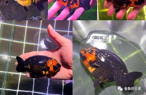 After 3 Years of Getting Involved, 5 Tanks and 1 Filter on the Balcony (The King of Goldfish)