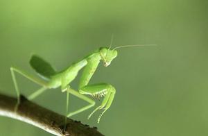 Why Male Mantises Willing to Be Eaten? Is it a Sacrifice for Love?