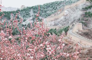 North Cherry Blossoms, South Snow: The Badaling Great Wall Displays a Springtime Wonder, Beautiful Like a Chinese Painting