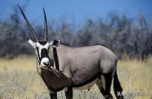 Top 10 Giant Animals Ranked – None of Them Can Move the Lions and Tigers