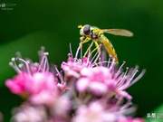 It has 5000 species worldwide, and is one of the most common insects in China.