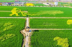 March Canola Flowers Covering the Ground in Gold, Wind Blows Flower Fragrance, Intoxicating People