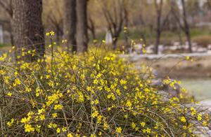 Spring Has Arrived: Baoding's Complete Spring Flower Viewing Guide! Come Experience a Romantic Encounter with Flowers