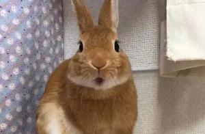 Woman Raises a Rabbit, and It Gradually Mimics Her Cats and Dogs