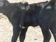 A Calf in Australia Grows a Leg on Its Back, with a Complete Structure Including a Hoof, Owner Regards It as a Lucky Cow