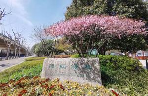 Spring Flowers are Blooming Beautifully! Changning's Green Spaces Create a 'Comic-Book' Effect~