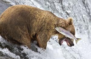 Funny Animal Pictures