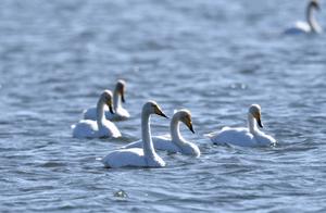 Heartwarming: Did Dahan's Goose Fall Behind? Don't Worry, I'm Here!