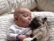 Why Do Dogs Like to Sleep Next to Their Owners? Here Are 5 Reasons – It's Surprisingly Heartwarming!
