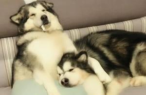 Huskies Become Landladies, Smoking, Playful, and Absolutely Charming!