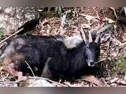 Jixi Police and Public Guard Injured 'Four-Legged Animal' Until Self-Departure