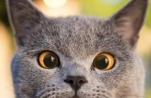 From Abandoned Baby to Millionaire: This 'Crazy Cat' Rose from Zero in 6 Years to Emoji Superstar, a Cute and Charming Little Cutie