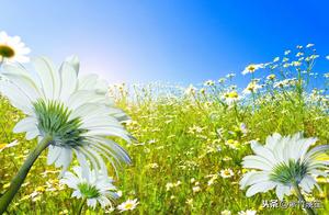Seven Short Quatrains: Appreciating Spring